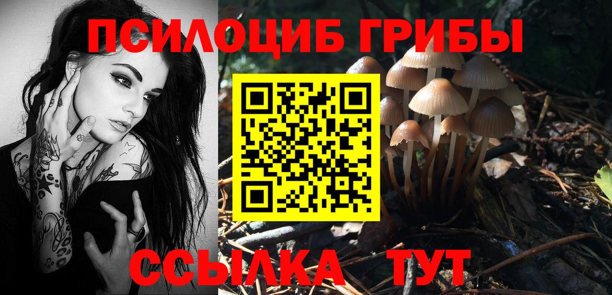 Галлюциногенные грибы Psilocybine cubensis Буйнакск